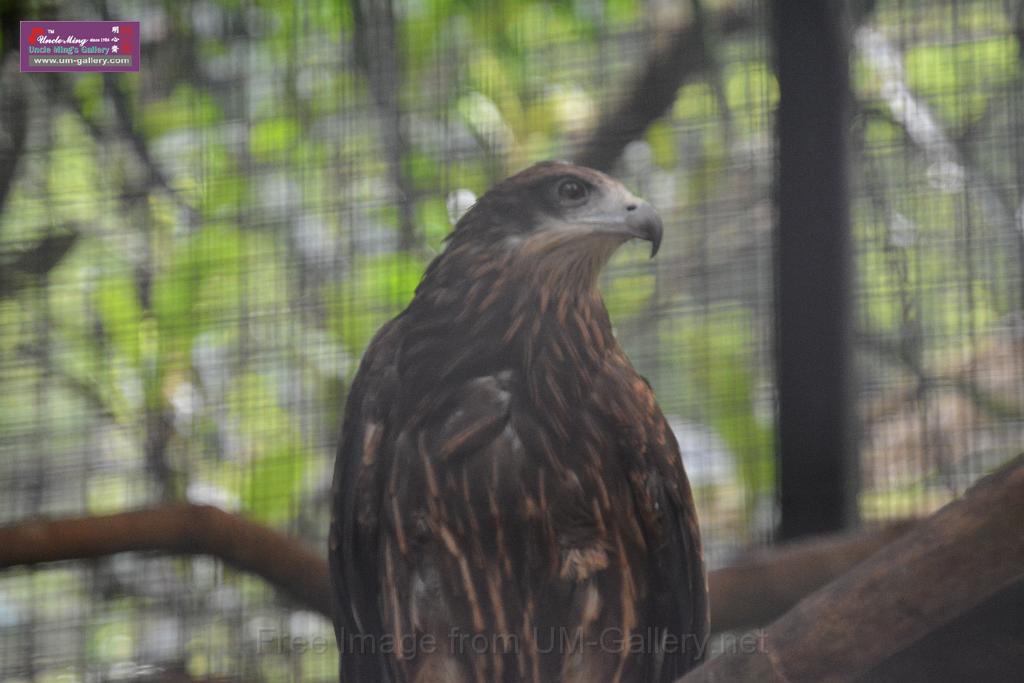 2019331sm-kadoorie-farmDSC_3764.JPG