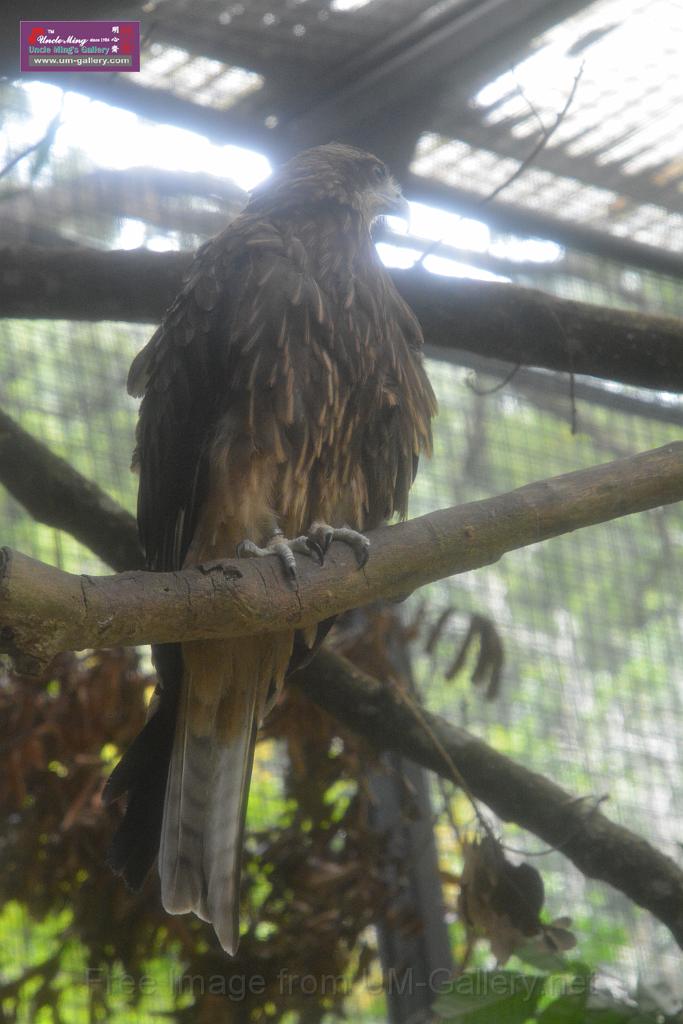 2019331sm-kadoorie-farmDSC_3772.JPG
