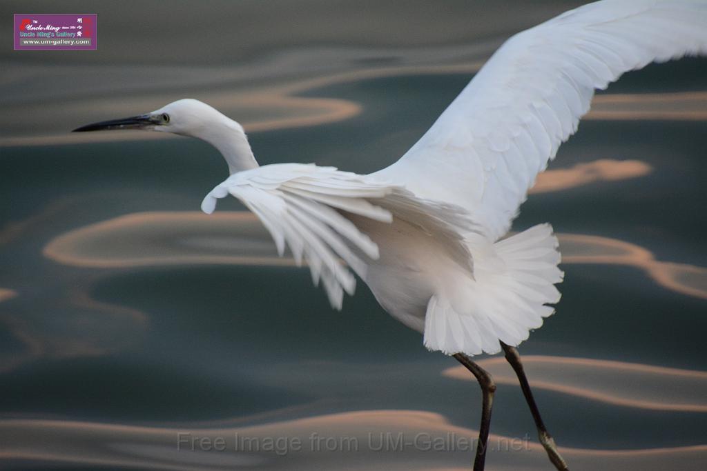 2019birdl-DSC_2234.JPG