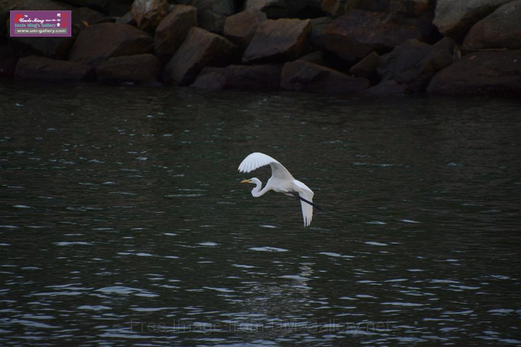 2019birdl-DSC_2248.JPG