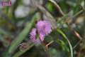 091026sf_fungyuen_DSC_0506