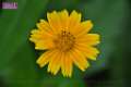 091026sf_fungyuen_DSC_0550