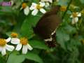 080413sm_P1090850