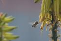 20170205sm-bee_DSC_8570