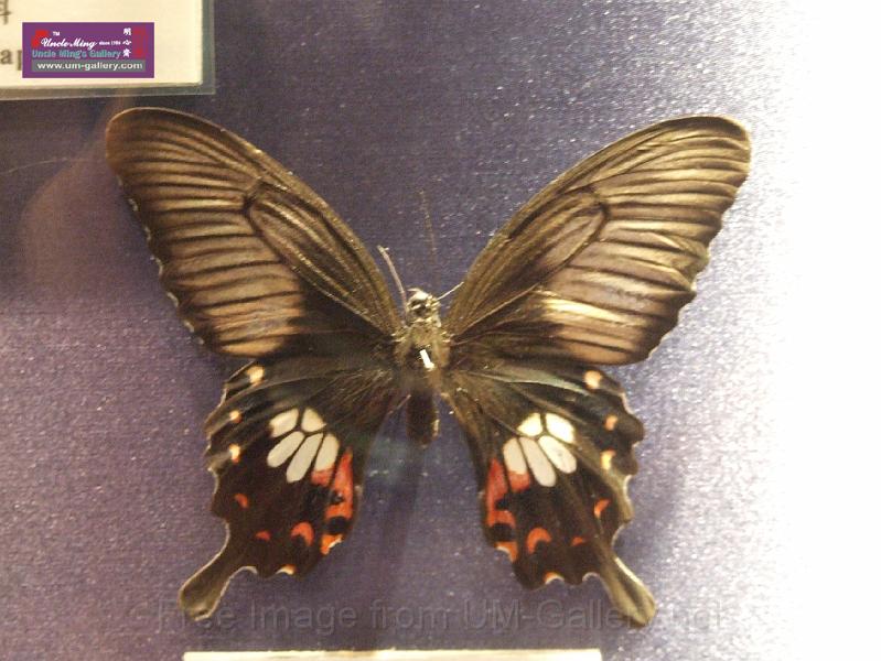 DSCF0342.JPG