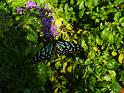 0611_DSCF0051