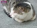 100117jw_cat_P1000895