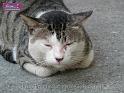 100117jw_cat_P1000897