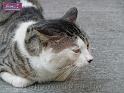 100117jw_cat_P1000899