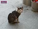 100117jw_cat_P1000906