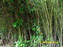 20160502monkey-mountain-P1020516r
