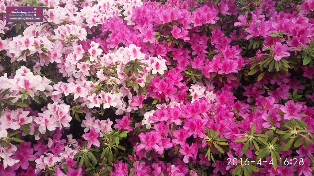 IMG_20160404_162812.jpg