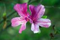 2019flower-DSC_2206