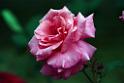 2019flower-DSC_2304