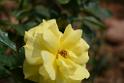 20180401flowers-taipo-park_DSC_1155