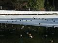 09jan_sm_vancouver_P1020255