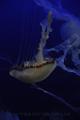 201309vol01-sf-singapore-DSC_0428