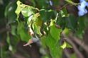 091225sf_chaozhou_DSC_0299