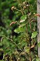 091225sf_chaozhou_DSC_0300