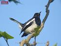 singer in wetland park