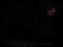 20140630jw-australia-P1160707