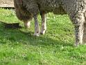 20140630jw-australia-P1160710