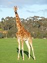 20140630jw-australia-P1170118