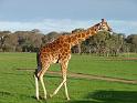 20140630jw-australia-P1170120