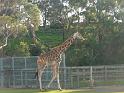 20140630jw-australia-P1170121