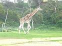 20140630jw-australia-P1170122