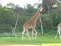20140630jw-australia-P1170123