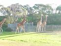 20140630jw-australia-P1170124