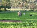 20140630jw-australia-P1170126
