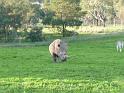 20140630jw-australia-P1170127