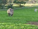 20140630jw-australia-P1170128