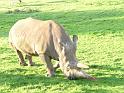 20140630jw-australia-P1170149