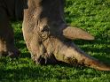 20140630jw-australia-P1170151