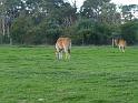 20140630jw-australia-P1170168