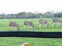 20140630jw-australia-P1170169