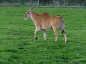 20140630jw-australia-P1170170
