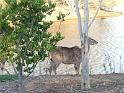 20140630jw-australia-P1170176