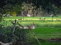 20140630jw-australia-P1170186