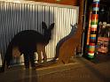 20140630jw-australia-P1170189