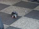 20140630jw-australia-P1170264