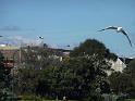 20140630jw-australia-P1170324