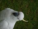 20140630jw-australia-P1170386