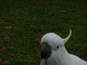 20140630jw-australia-P1170387