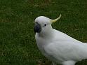 20140630jw-australia-P1170389