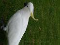 20140630jw-australia-P1170390