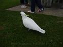 20140630jw-australia-P1170391